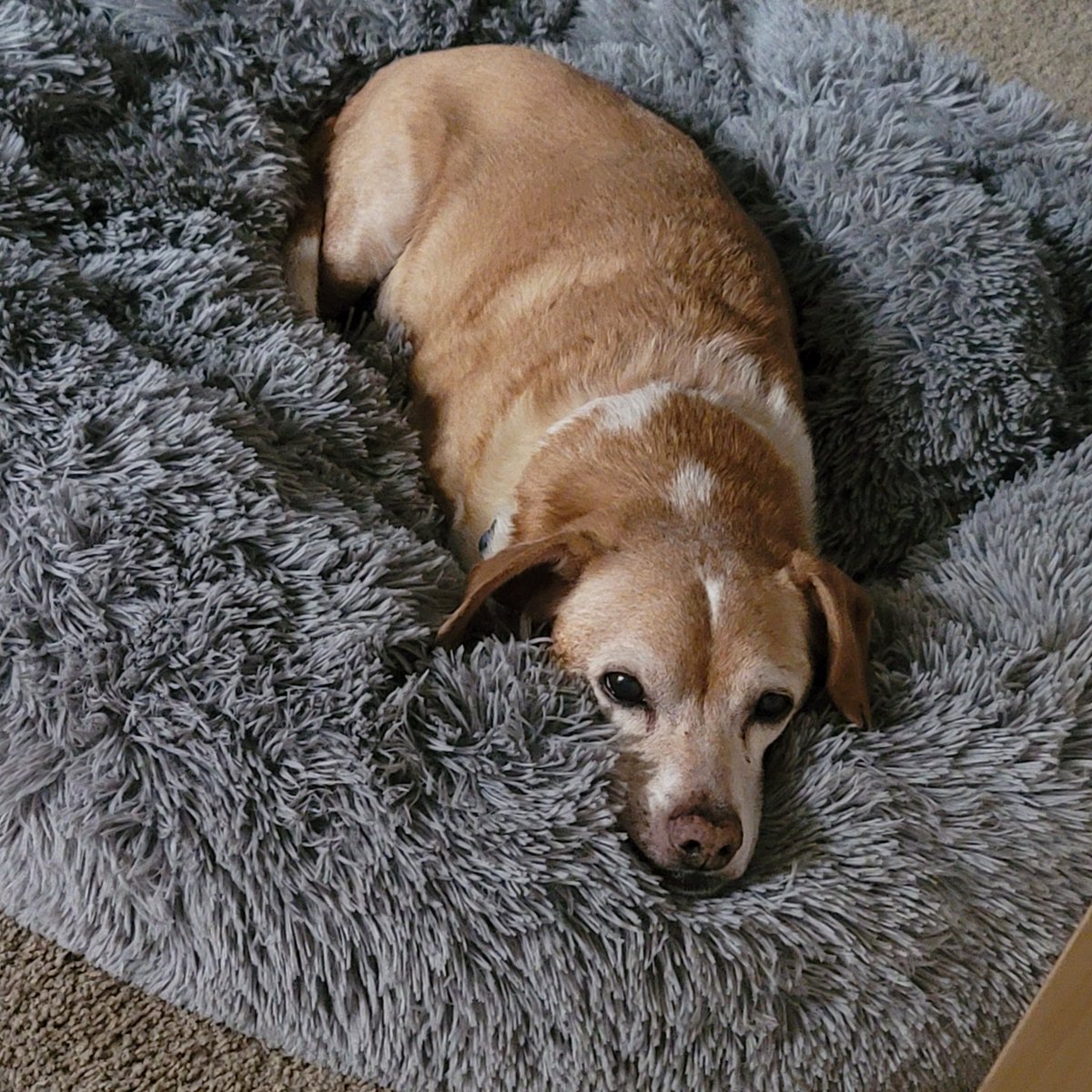 LoliMurphy1's tweet photo. @dog_rates https://t.co/BuXES22crd