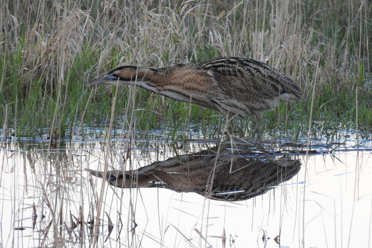 Minor miracle - a Bittern that didn’t hide from me! 😂 Out on show for 20mins late afternoon at Woodwalton Fen. Needless to say, my best Bittern viewing ever! 😊@CambsBirdClub