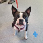 Photo by SJA Therapy Dogs London (@LdnTherapyDogs)