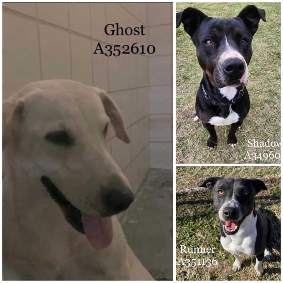 RoCoGB's tweet photo. ‼️DEATH ROW‼️
7 Innocent Healthy Pups
🔥DIE 3/31🔥
#CorpusChristi ACS #TX
Why? For What?
B/c HUMANS failed them
WOODY #A349659
SASHA #A351687
TOBY #A352601
AZUL #A352231
SHADOW #A349604
GHOST #A352610
RUNNER #A351136
Plz Be their Earth Angels
🆘#Pledge🆘#Adopt
🆘#Foster 🆘#Rescue https://t.co/JijUzBhtdX