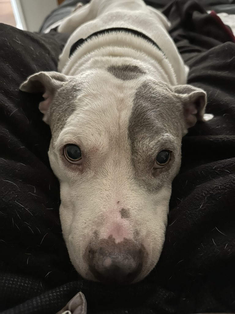 Shane Rice tweet media