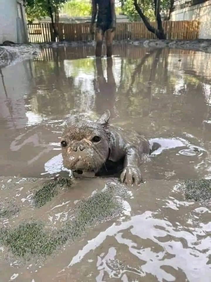 DiloConPerritos's tweet photo. Perrito en mole. https://t.co/A7lUFlu60J