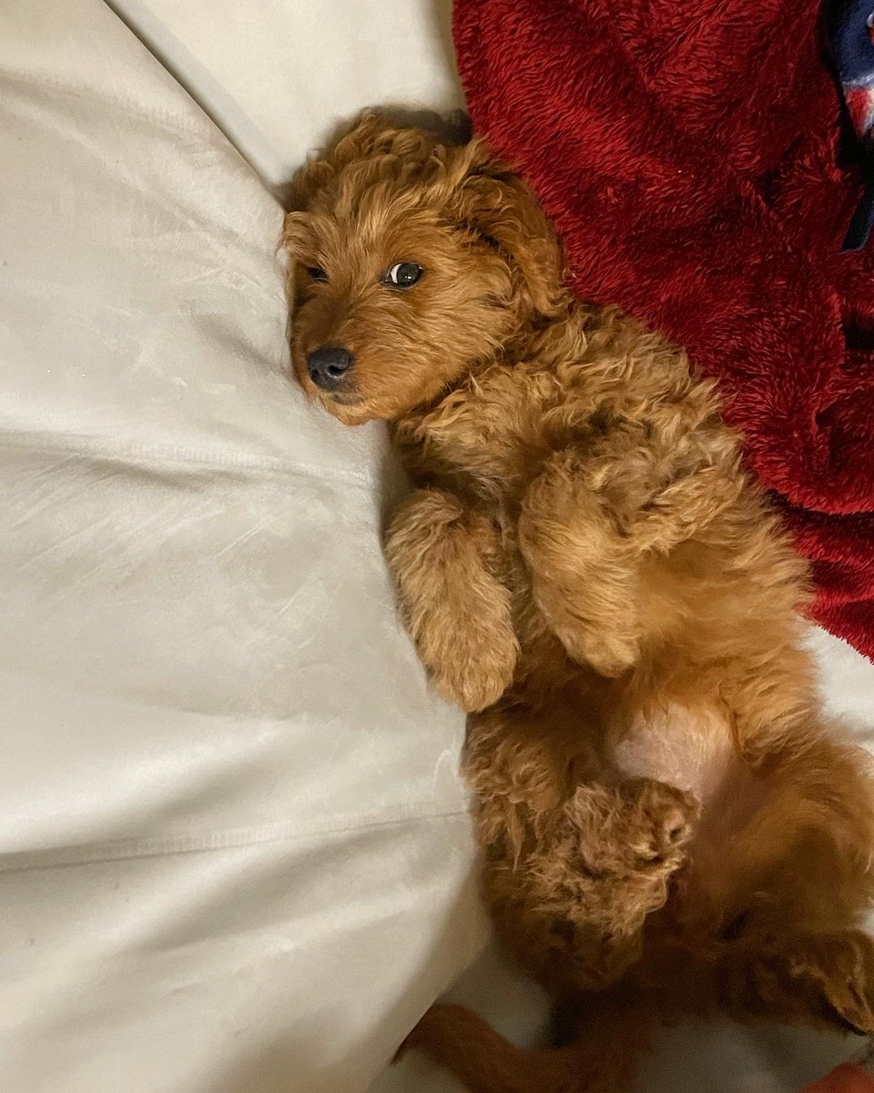 Stephanie Saey, MD tweet media