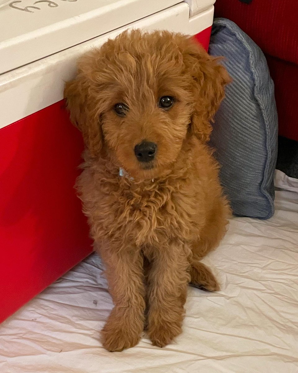 Stephanie Saey, MD tweet media