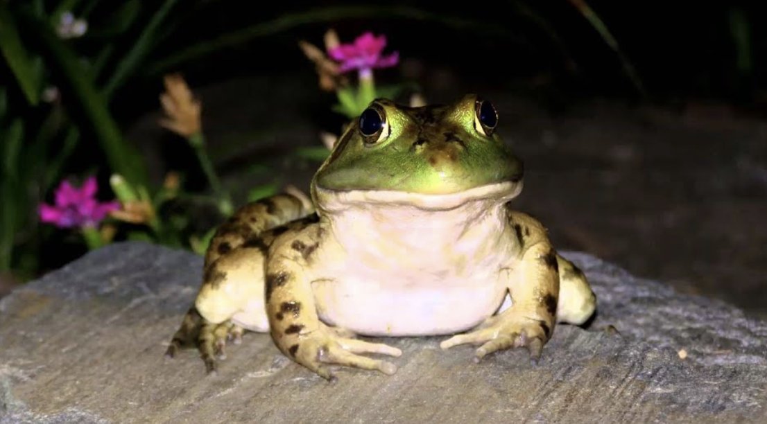 charliebadger99's tweet photo. X
"Win or lose, sink or swim, one thing's for certain we'll never give in".
From Macca's Revolutionary anthem. :) 
#BeTheFrog https://t.co/gIkSUIkvQk
