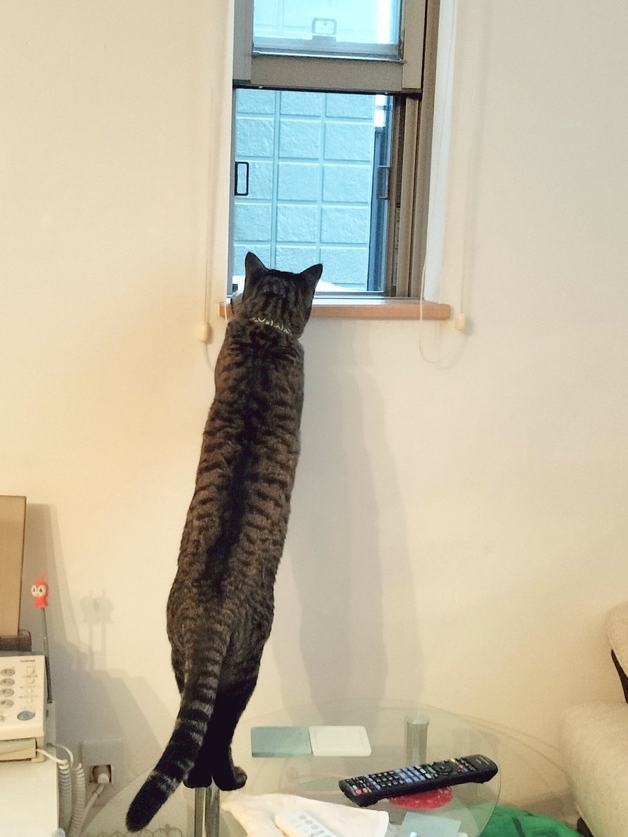roofshad0w's tweet photo. 今日のガブちゃん！

雨なのにスズメちゃんが鳴いてるので様子を見てますよー！(*ﾟ▽ﾟ)ﾉ

#うちの子がかわいすぎて困る #猫 #ねこ #ネコ #窓から覗く猫 https://t.co/rootKuc3A3