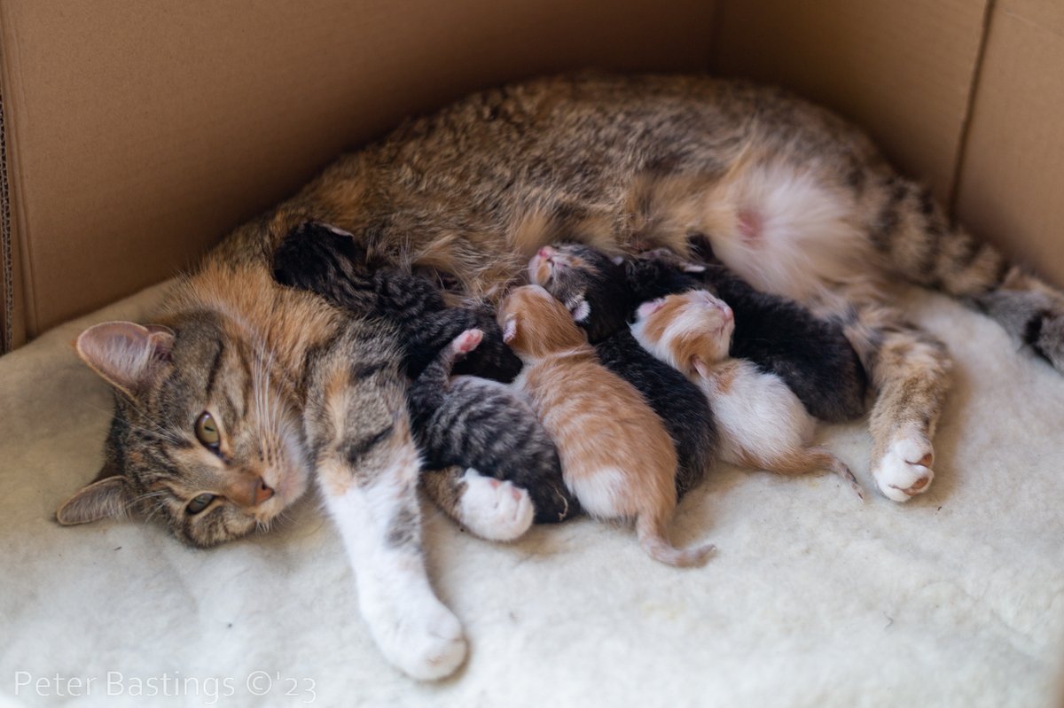 pbeter's tweet image. Het is zover, 6 mooie jonkies, moeder doet het prima