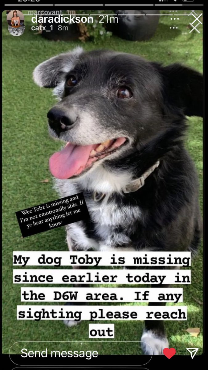 Please can you help? <a href="/DublinSPCA/">NSPCA</a> <a href="/DogsTrust_IE/">Dogs Trust Ireland</a> Toby got out today and has not returned home, he is old, but much loved.