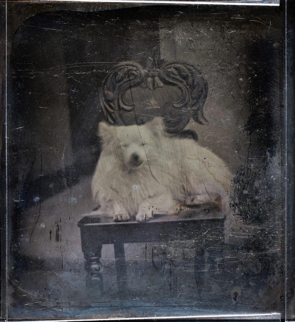 Calvert Jones’s beloved Pomeranian posed in one of the few recently discovered daguerreotypes by Jones. On view at Hans P. Kraus Jr. Fine Photographs at The Photography Show! March 31 - April 2 | Center415