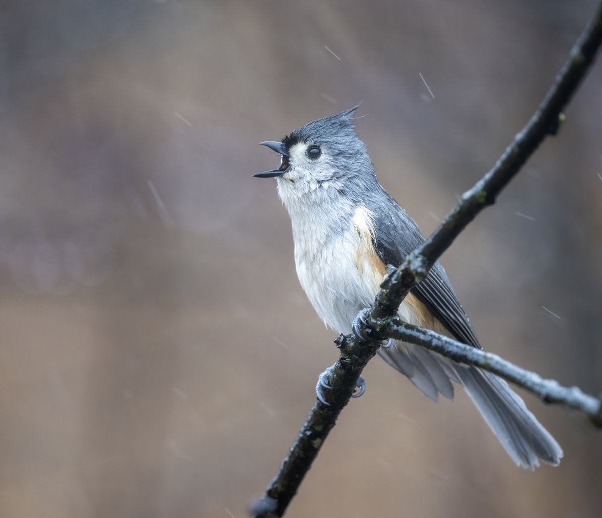 Tufted Titmouse singing in the rain