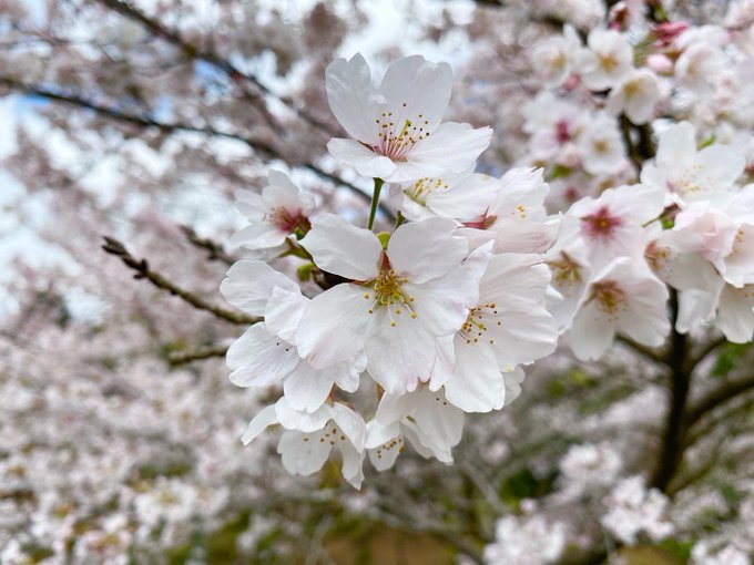 おはようございます今日も1日雨⋆̩☂︎*̣̩桜が満開なのに勿体無いです#ワルイコあつまれ 4/8から 朝ワルは10時スタ