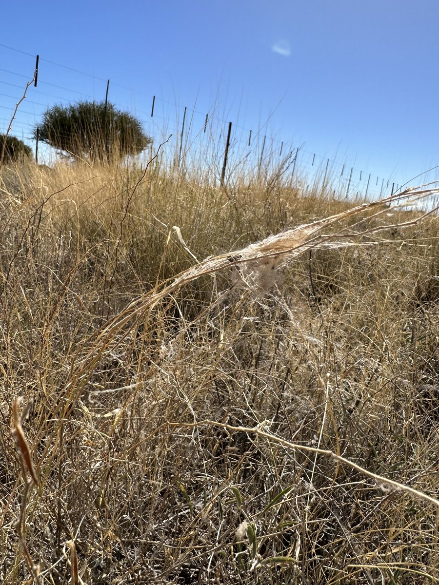 Steven Cassidy tweet media