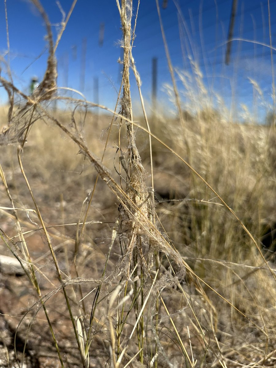 Steven Cassidy tweet media