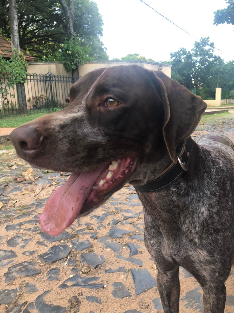 Ayuda con RT!!
Perrito deambulando en los alrededores del BCP e IPS central, me dejo sacarle las fotos pero después salió corriendo 🥺🥺