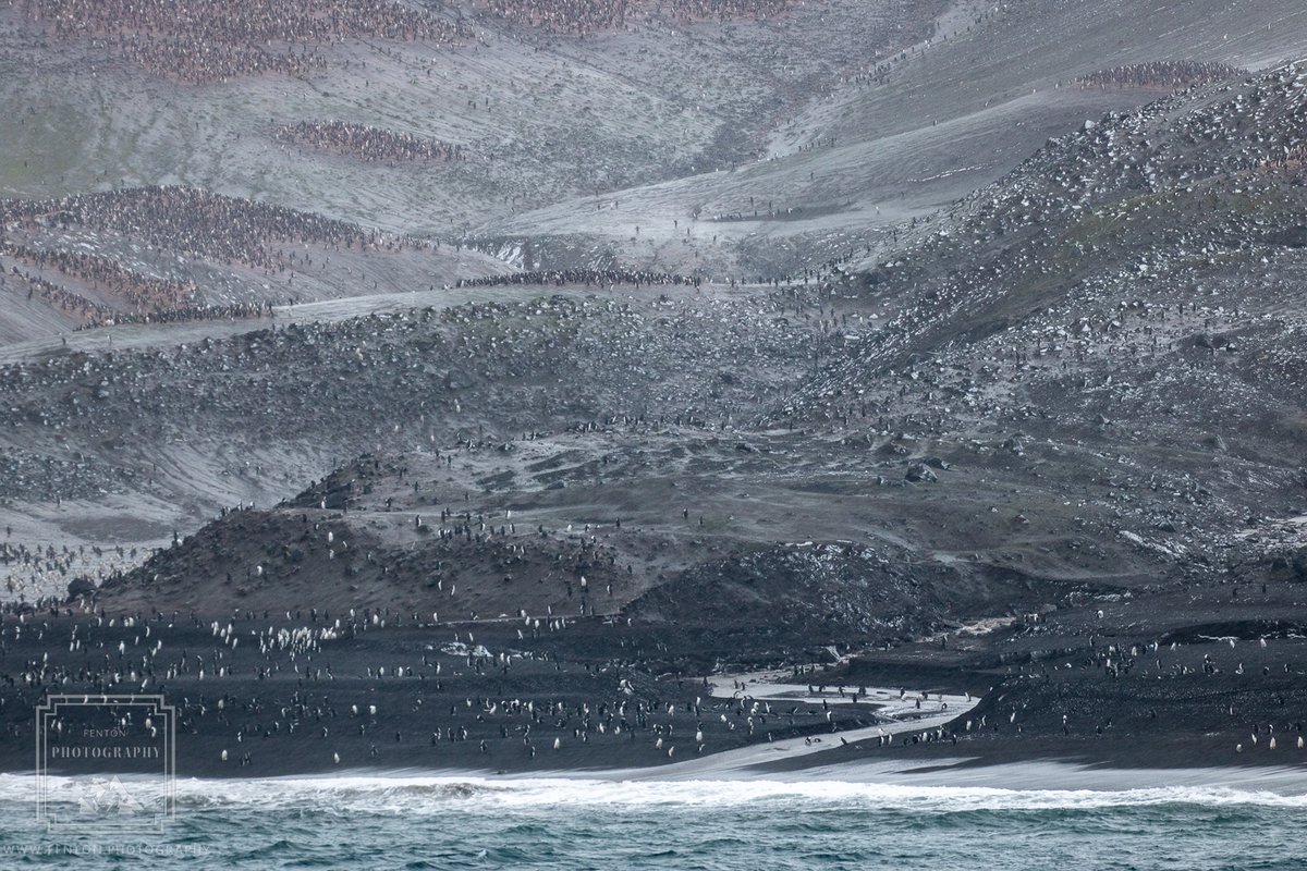 FentonPhoto's tweet photo. Breeding colony of chinstrap penguins at Bailey Head, Deception Island, Antarctica. #chinstrappenguins #baileyhead #deceptionisland #antarctica #penguins #wildlife #wildanimals #fauna #nature @AntarcticaSouth @AntarcticReport @AntarcticOcean @traveluniverse https://t.co/OgxgqwIo50