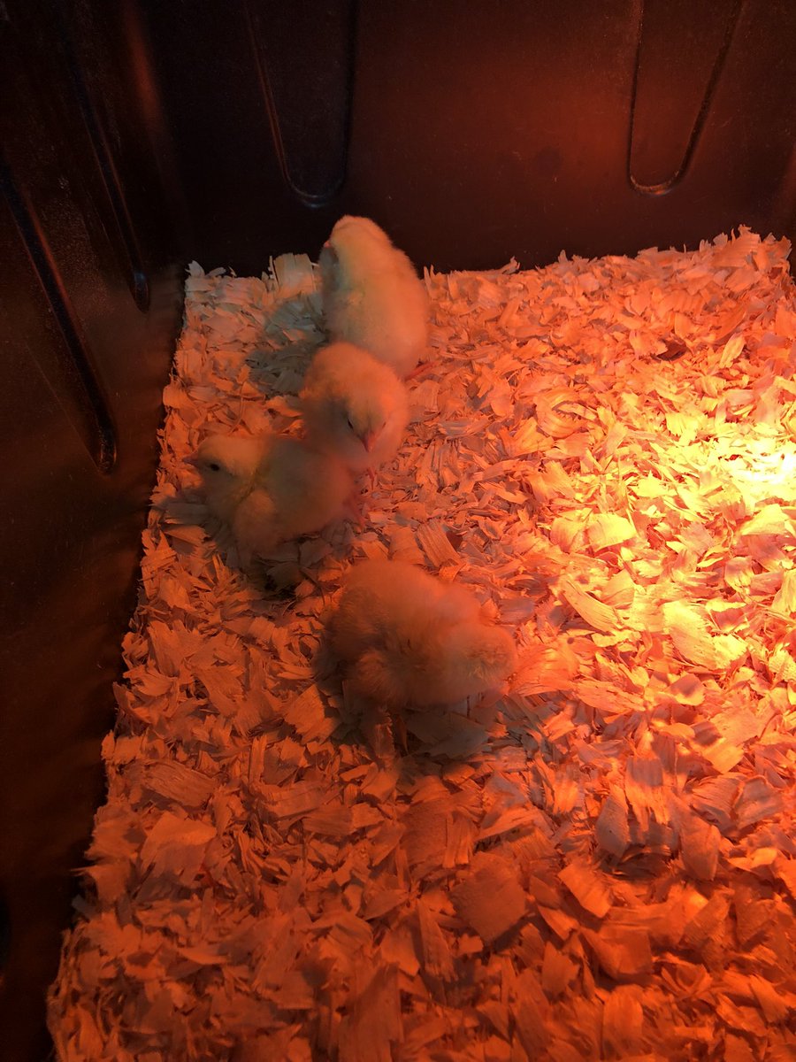 These little cuties are anxiously awaiting our chicks. #wheresourpeeps @heatherschweit1 @4MRSVAUGHAN1 @BaysideBulldog @CathyBrumm @MsOConnor33 @DawnetteFuller @vbschools