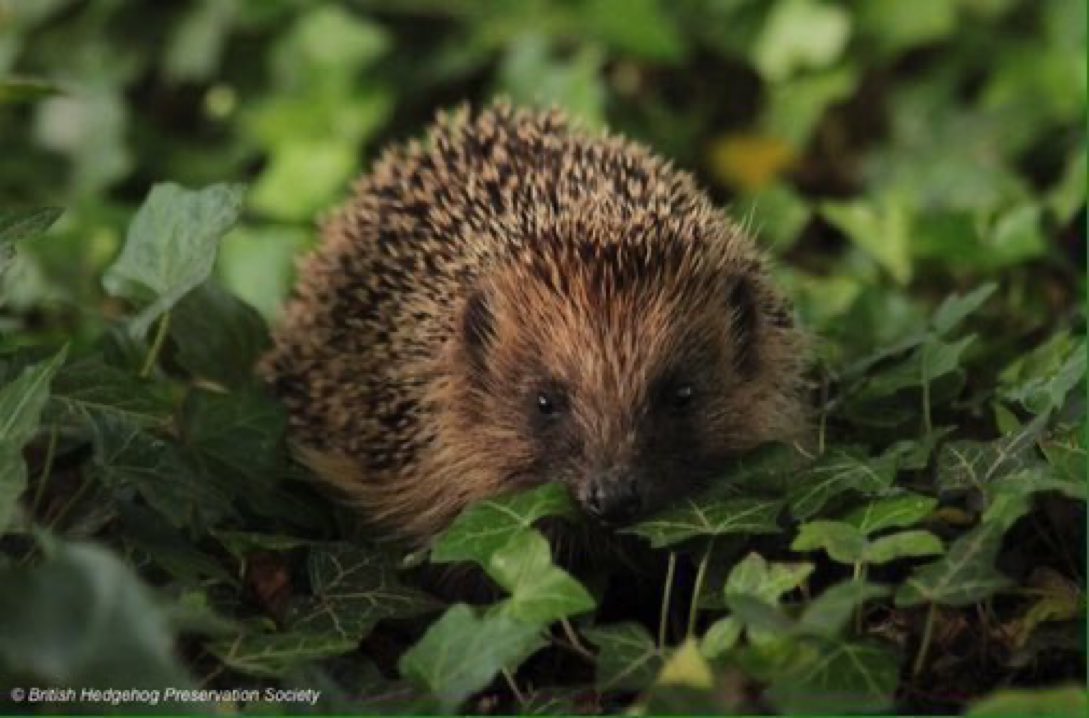 Please say no to garden poisons such as pesticides and weedkillers, to help keep them out of the food chain. Hedgehogs, for example, can hoover up over 100 invertebrates every night!
#wildlife #gardening #nature