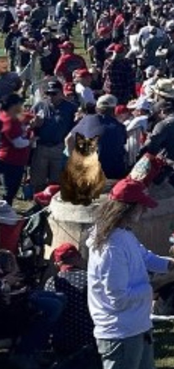 teldembo's tweet photo. @GaryPetersonUSA Even Kitty can smell the mighty force from the diaper! #kittystrong https://t.co/SkELqNkUUK