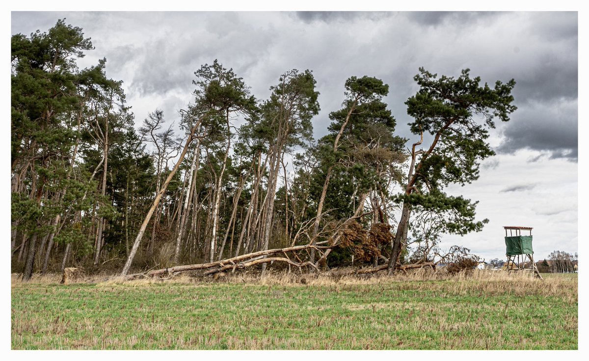 Big trees bent by the wind #sonya7Riii #SonyAlpha #wind #nature #photography #photo #clouds #forest #trees #storm #RainyDay