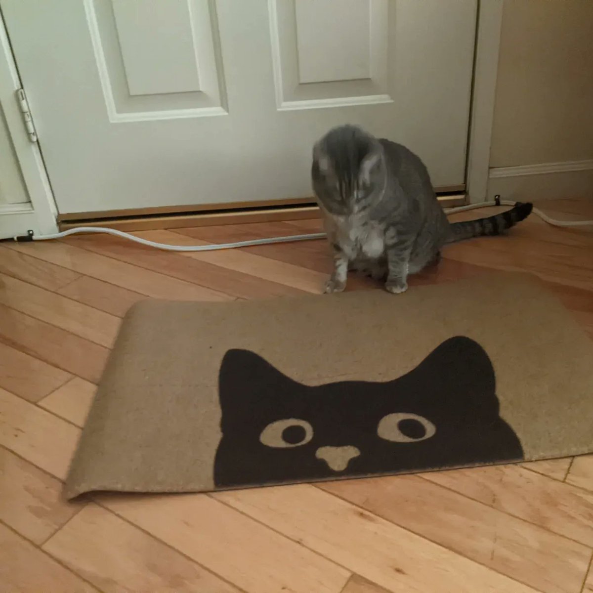 jhjones's tweet photo. #Caturday #shenanigans with #dragonkitty https://t.co/8aqYwshhwN