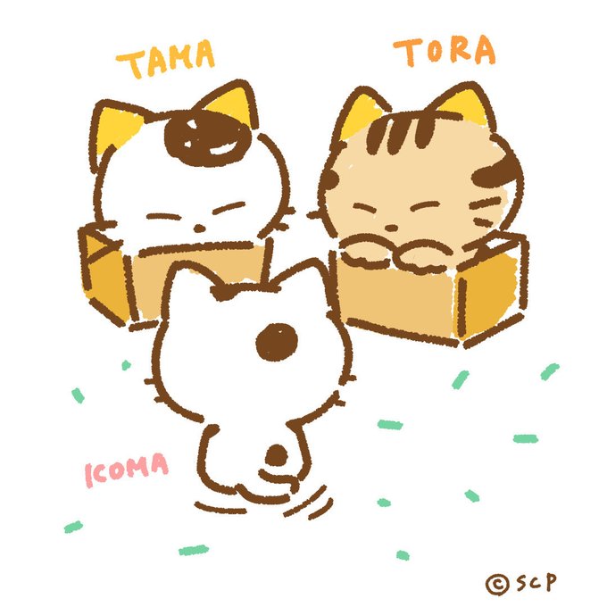 入りたい？　　猫はやっぱり　　　　　　箱が好き#うちのタマ知りませんか #タマアンドフレンズ #tamaandfrien