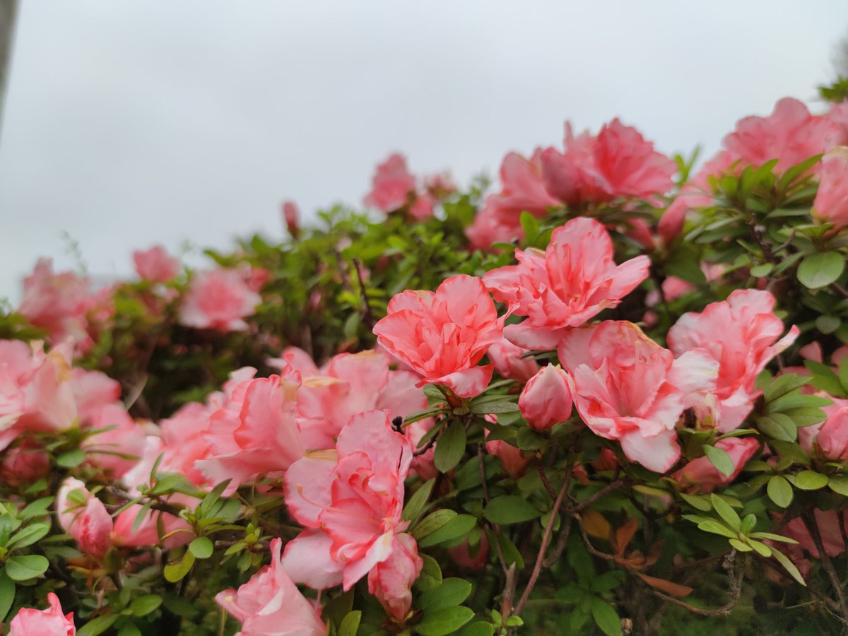 Chage (@chasevodka) on Twitter photo 