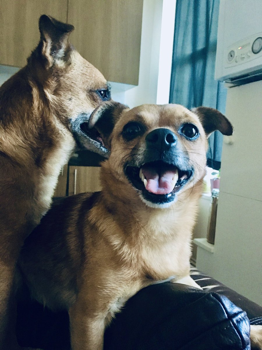 Sheenaar3's tweet photo. I have some dog shaped holes in my life 🥺 miss my boosh https://t.co/pkIORpLzUx