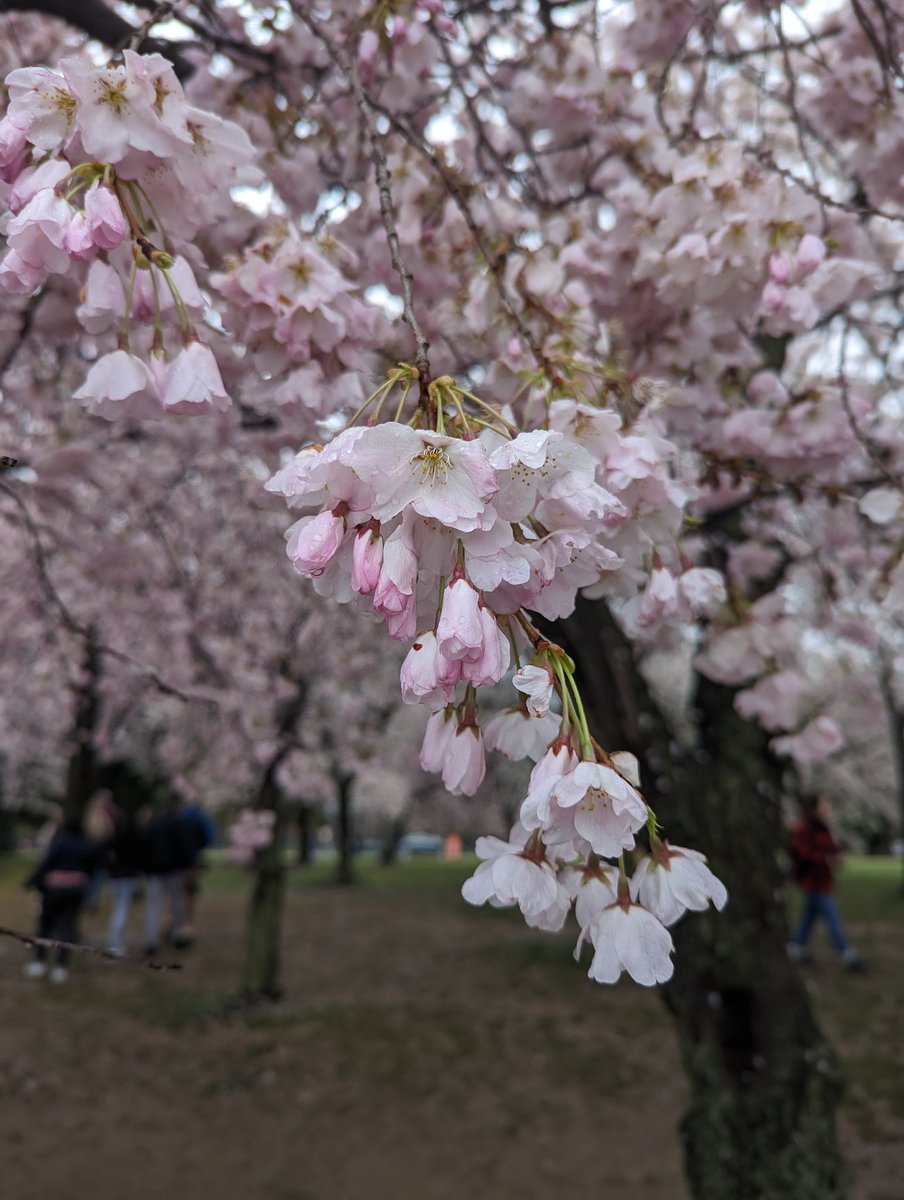 My mom visited and had a great time knocking 'seeing the cherry blossoms' off her bucket list! #WashingtonDC #CherryBlossomFestival