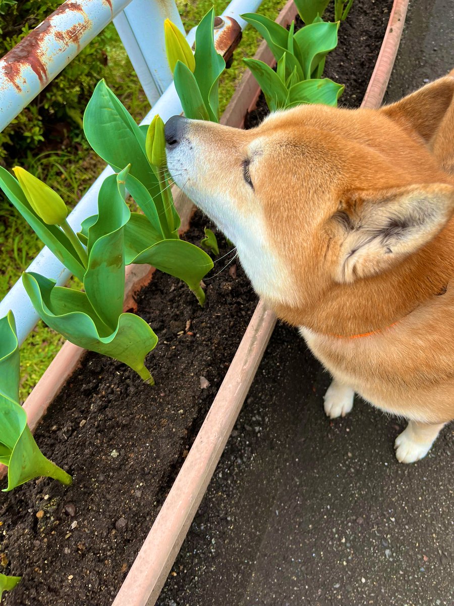 #花 #写真
#柴犬 #shibainu #犬 #dogs 

チューリップにChu❣️ https://t.co/LRgon3m8KQ