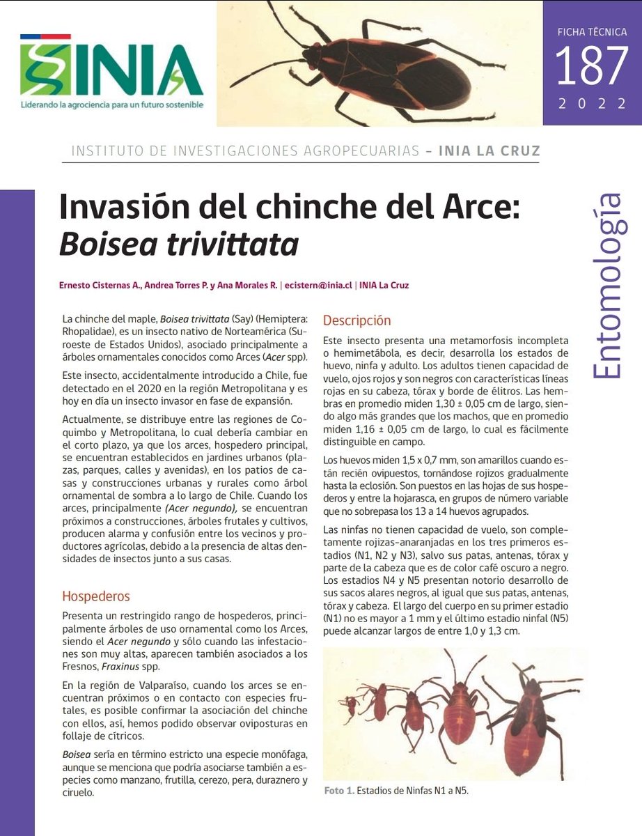 ECisternas9's tweet photo. Hace un año con la detección del chinche del arce en Catemu y en cooperación con la Municipalidad validamos los antecedentes del insecto, registramos su ciclo y buscamos enemigos naturales. https://t.co/qz2jizFO85