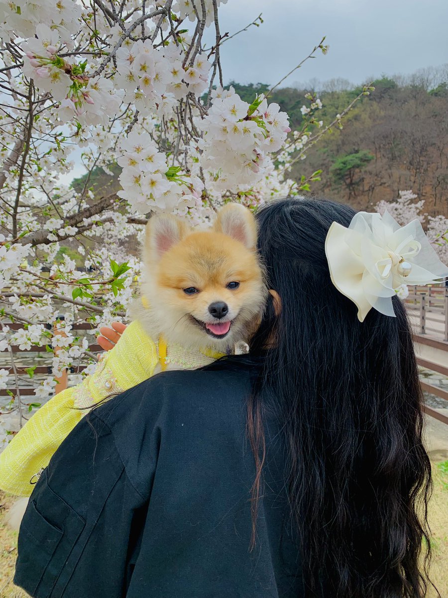 Tan122603's tweet photo. 아가야 봄이란건 이렇게 예쁜거야.
우리 호두 웃음처럼 https://t.co/fh1loB6Gai