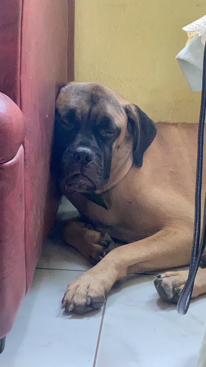 MainitDana's tweet photo. 🤪😴😵‍💫 https://t.co/1DcbnEcuTV