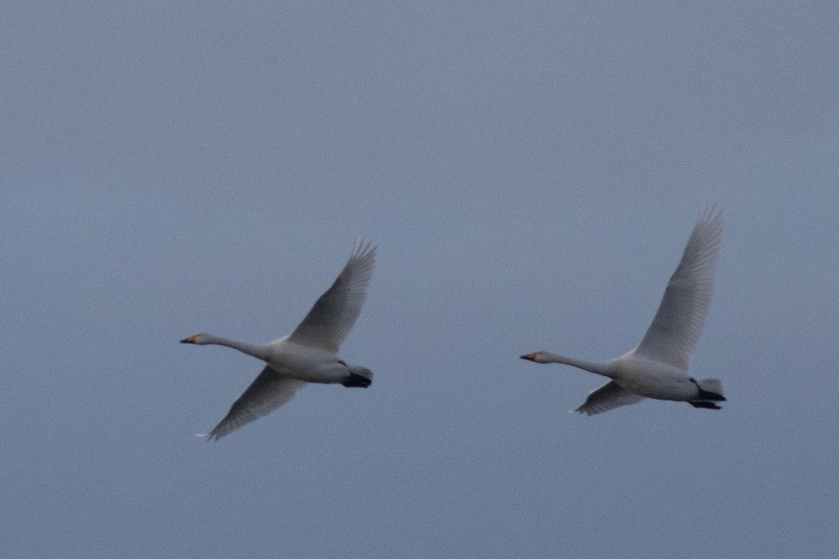 The two Whooper Swans at Hilfield Reservoir late this afternoon. They were head bobbing about 15 mins before they left high NNW perhaps agreeing it was time to move on. Let’s hope they have a safe flight back to Iceland. #hertsbirds #londonbirds