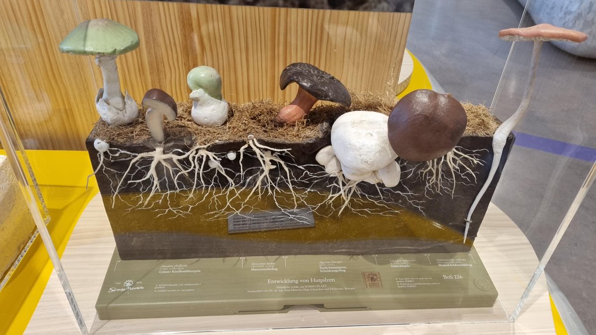roistv's tweet photo. Liebes @tmwpress, in der Bionik-Ausstellung kommt mir was komisch vor. Unter den Knollenblätterpilzen steht ein junger Maronenröhrling und der Habichtspilz ist mit der großen Marone vertauscht. Giftige, schwer verdauliche und essbare Pilze sind falsch beschriftet... https://t.co/Hyvtxzhyx0
