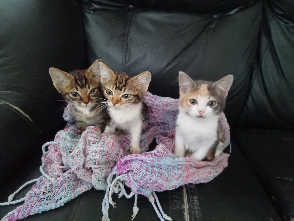 #lovemykittens 
my 3 little angels, 😍