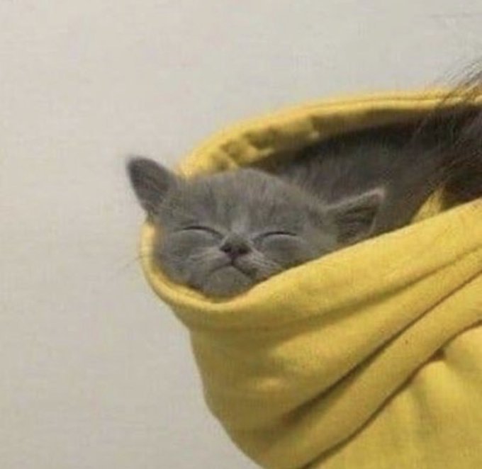 ShouldHaveCat's tweet photo. https://t.co/Qdo2i31nGF
