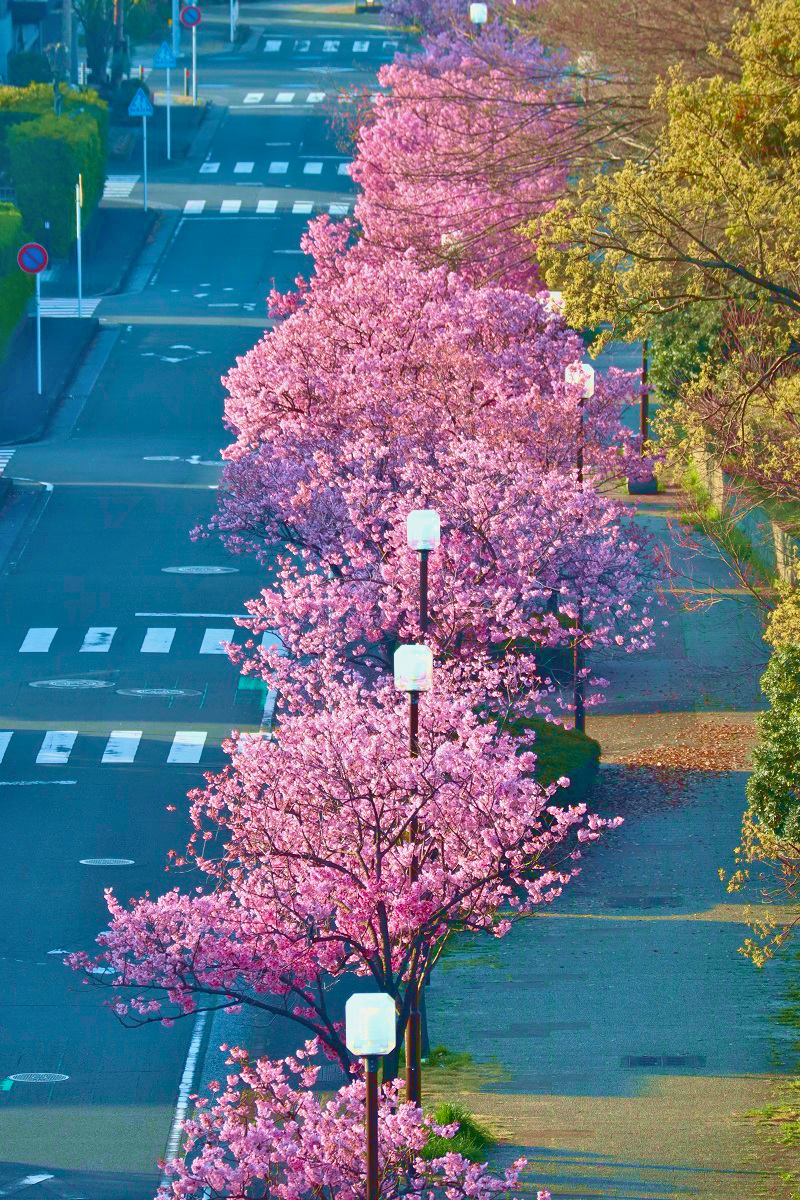 横浜緋桜