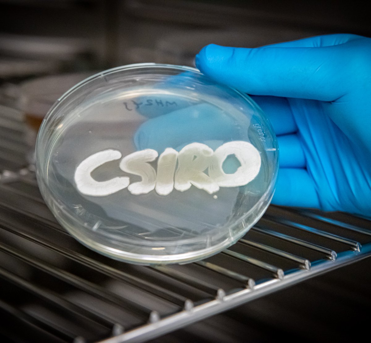 #CSIRO but make it microbe. 🧫

Growing in this petri dish is bacteria from the class Actinomycetia. 

Our plant health micobiome team is producing novel fungicides from these bacteria to stop crop disease. 

Find out more: research.csiro.au/microbiome/pla…

📷 | Louise Thatcher