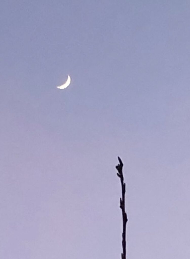 AmriaKhatun's tweet photo. ‘Look’ 
Says the cherry tree 
‘I bear testimony He is the one and only’ 
The moon beams 
In agreement 
Happy to be God’s
Ever constant 
Changing calendar. 

#Ramadan2023 #Nature #moon https://t.co/yhxRnlANX6