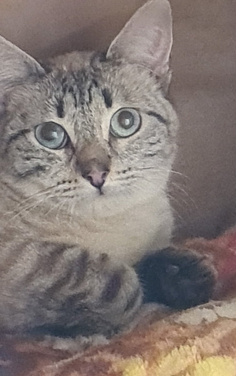 Dcyon's tweet photo. Nos Ayudas? Comparte x fa #BuscoCasita #OptaPorAdoptar #AdopcionResponsable #Michi #gatos #CDMX Macho (izq) 2 años,Hembra (der) 8 meses De preferencia juntos #Esterilizados #Vacunados Info #WhatsApp 5555040979 https://t.co/TT1mSxq0Le