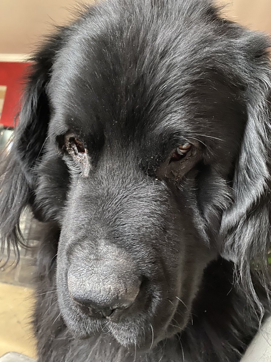 KristenFrame1's tweet photo. Mum has had migraines for 2 days and we haven’t walked. But she decided I deserved a walk and the headaches were here to stay, so we went anyway. The wind is so strong there are trees down everywhere and the sound of howling wind scares me inside. https://t.co/ughCUXyCft