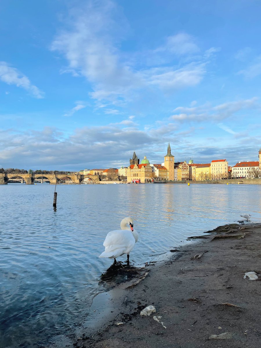 caricakes's tweet photo. just posted a vlog of my trip to prague 🦢 https://t.co/RFjUEO3cKB https://t.co/1wsOPbJzS3