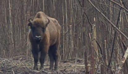 Magnificent encounter @KentWildlifeTrust <a href="/WildlifeTrusts/">The Wildlife Trusts</a> in West Blean Woods , Canterbury today.