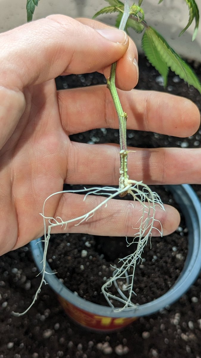 TempleGrower's tweet photo. My CBD Charlotte's Angel. Coming up to her 3rd birthday soon! Basically impossible not to root her... Vigorous AF. 11 days in nothing but tap water. 🌱
#GrowYourOwn #CloneYourOwn #Cannabis https://t.co/PrFZxauzLq