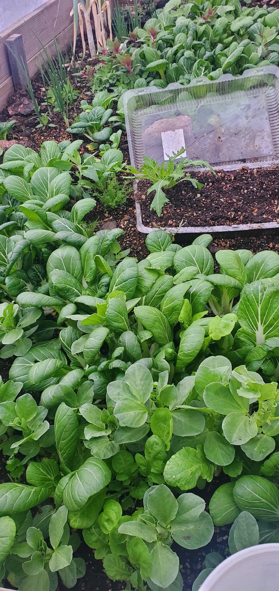 #sweetpeas #Swisschard #celery #kale #Fava #beets #cilantro #Arugula #bokchoy #lambsquarter & #radishes harvesting 💚🙌💚🙌
🥦 🥔🥕🍓 ready in 3 weeks
#allotment
#companionplanting 
 #growingseason #naturefriendly #nodig #permaculture #peatfree #growyourown 🌱 🍓🥦