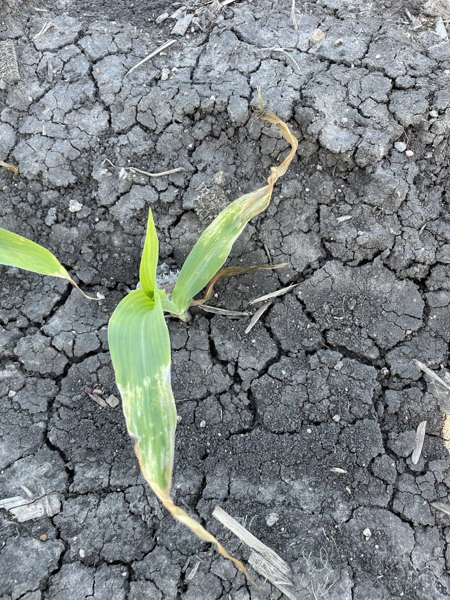 Travis Courtney tweet media