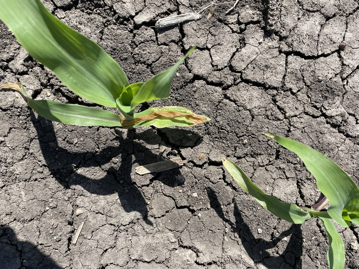 Travis Courtney tweet media