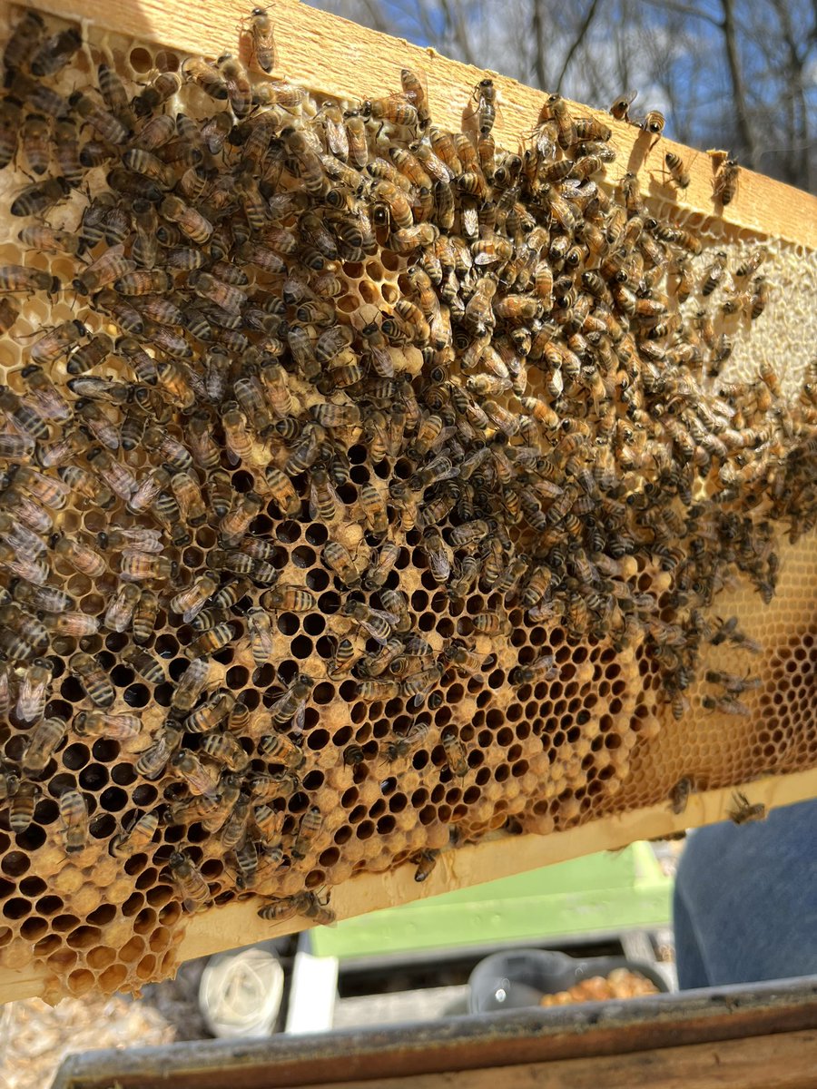 RandallDeanWill's tweet photo. Bee season 2023 is in full swing.  Let’s just see how well year 2 does!! #SaveTheBees #Localhoney https://t.co/hY34ibAcuR