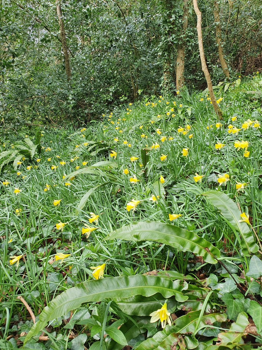 Wild daffydowndillies in the sunshine today