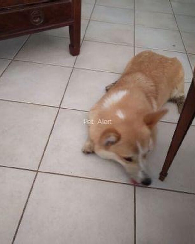 NuggetCorgi's tweet photo. Corgi trouvé à Balma. Qqn le connaît ?!? 
Annonce per alert sur deuxième photo! https://t.co/Evrzgt2KJf https://t.co/37TF1lbi3F